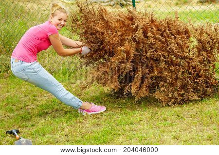 Woman Removing Dried Thuja Tree From Backyard