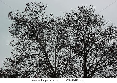 A large tree without leaves in autumn