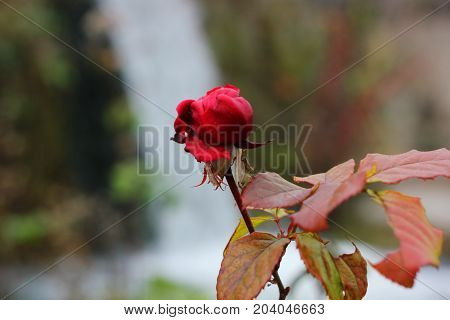 A red rose in front of the waterfall of Edessa Greece Europe