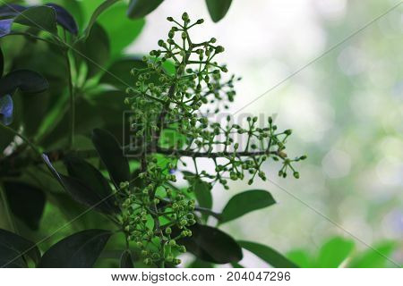 A small tree with green fruits at the forest