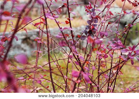 Beautiful purple leaves on a tree in a forest