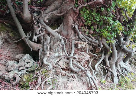 Big tree roots at the dense forest