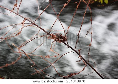 Bird nest on tree over the river