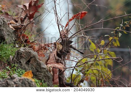 Cut tree trunk in front of the waterfalls of Edessa Greece Europe