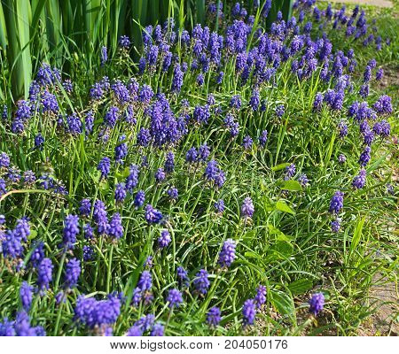 Small purple flowers at garden during spring