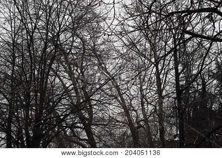 Large trees without leaves in winter at forest