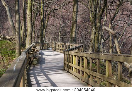 Wooden Pathway On Mons Klint In Denmark