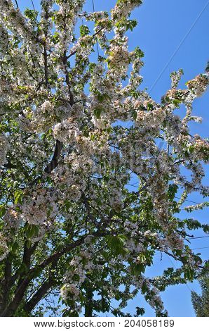 Cherry tree blossoming with abundance of flowers at spring