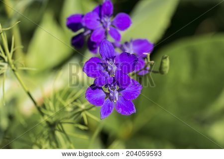 Blue flower with yellow anthers on thin stamens