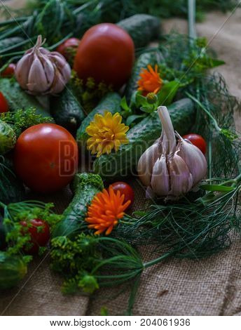 organic vegetables.a set of beet cucumbers dill garlic and tomato.
