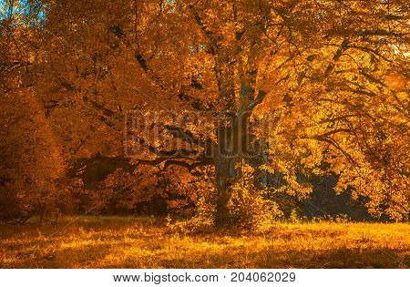 Autunm Tree In The Park, Perfect Fall Scenery