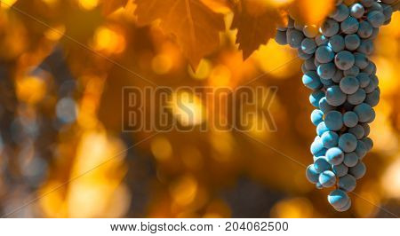 grape bunch on a vine very shallow focus