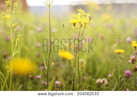 yellow beautiful flower closeup with blurred background