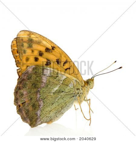 Stříbrný umyl Fritillary motýl