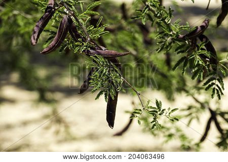 Large brown pods of the prickly mimosa, also known as Acacia farnesiana (Vachellia farnesiana)