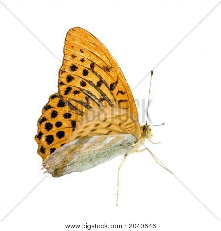 Stříbrný umyl Fritillary motýl