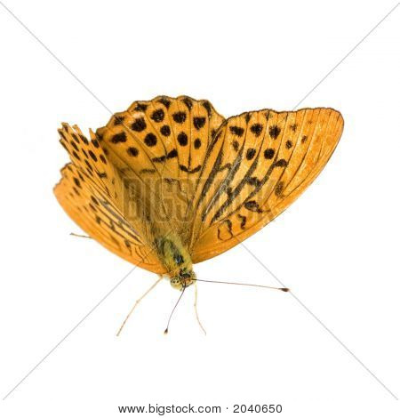 Stříbrný umyl Fritillary motýl