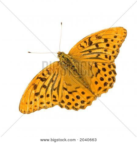 Stříbrný umyl Fritillary motýl