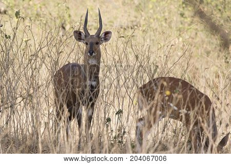 Male bushbok antelope which stands amid low bush and grass in shrub savannah