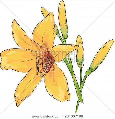 Lilies. Hand draw of flower. Vector illustration.