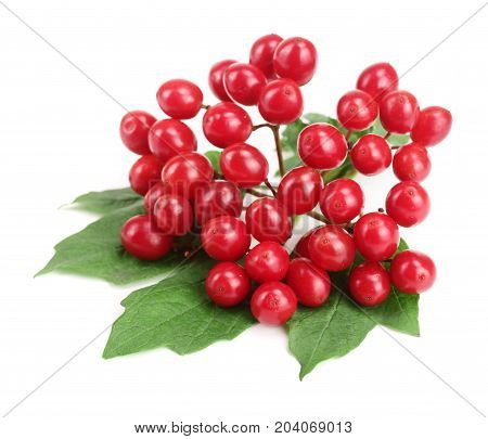 Viburnum berries with leaves isolated on white background.