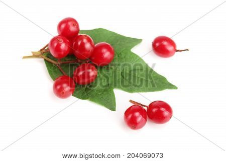 Viburnum berries with leaves isolated on white background.