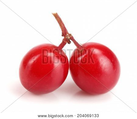 two viburnum berries isolated on white background macro.