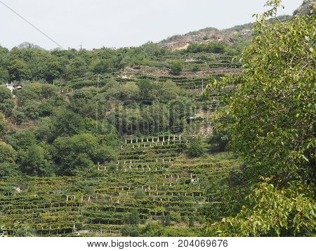 Vineyard Grapevine Plantation In Aosta Valley