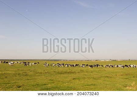 Herd of cows on a green sunny meadow with fresh grass. Focus on cows, edges are blurred field