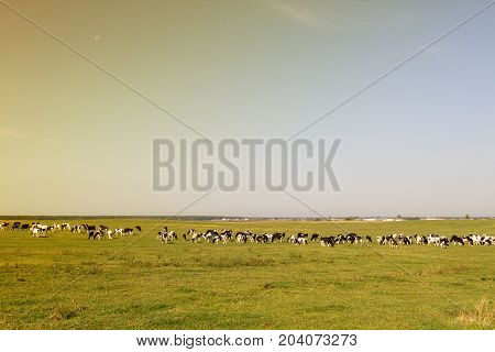Herd of cows on a green sunny meadow with fresh grass. Focus on cows, edges are blurred field