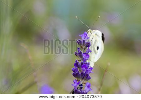 Soft focus butterfly and flower with blurry background macro