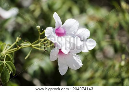 White delicate flowers with pink hearts (Pandorea jasminoides)