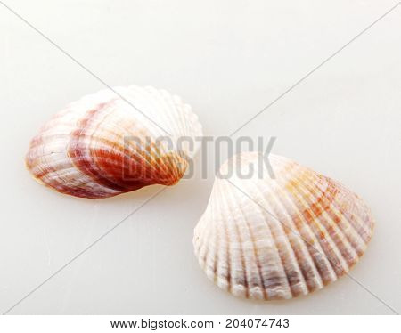 Seashell Isolated On White Color Image Stock Photos