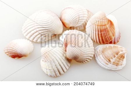 Seashell Isolated On White Color Image Stock Photos