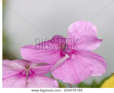 an amazing cmacro shot of a lovely colourful flower.