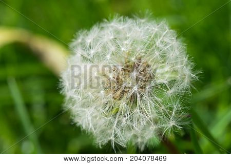 macro shot of a beautiful Dandelion with a green blurred background.