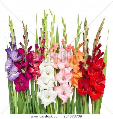 Gladiolus flowers isolated on white background. Nature objact