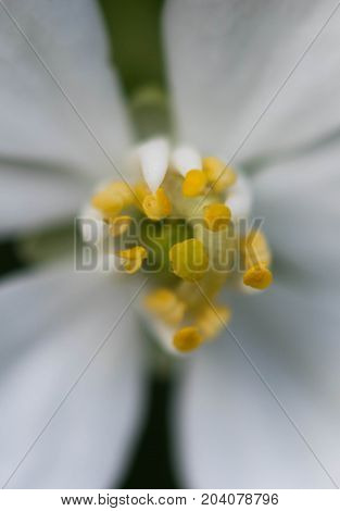 an amazing macro shot of a lovely colourful flower.