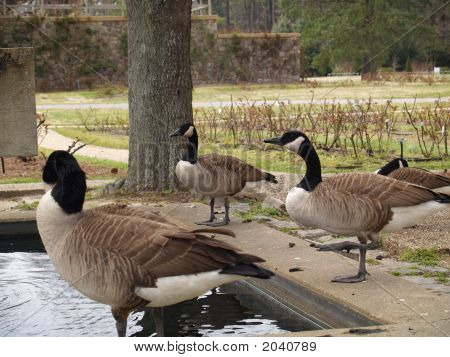 Canadiangeese