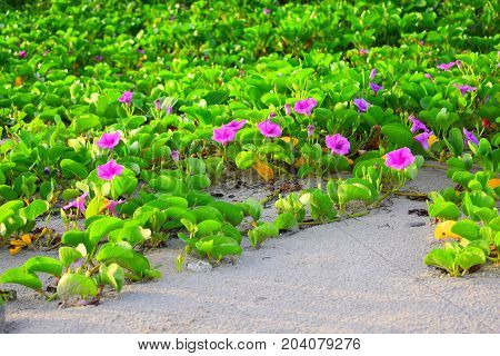 image took of a flowers in Cuba beach