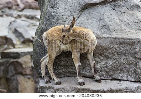 The kid of the East Caucasian tour is playing at the rocks under the supervision of the mother