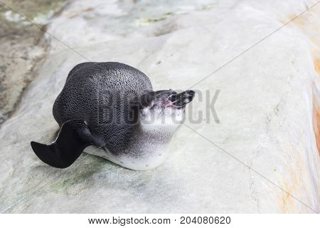 Humboldt penguins in a cave on the rocky shore of the Paracas National Park in the Ica region, Peru