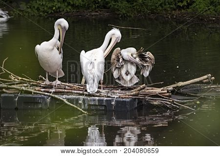 Wild great white pelican on a deserted lake in the depths of the jungle