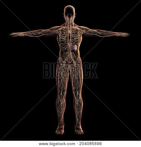 Digital Model Of Lymphatic System, 3D Rendering, Black Background