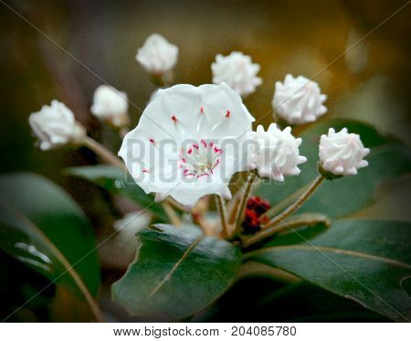 Wild Mountain Laurel Blooms in a Kentucky forest
