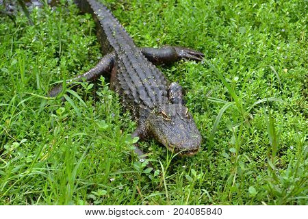 young gators can be distinguished by size and color