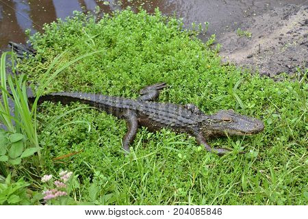 young gators can be distinguished by size and color