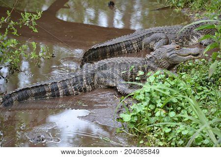 young gators can be distinguished by size and color