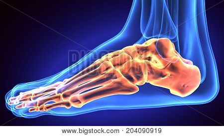 Human Foot Anatomy Illustration . 3D render