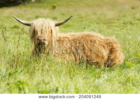 The Highlander cow Scotland on the grass